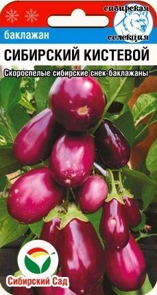 Купить баклажан сибирский кистевой - Доставка по Салавату и всей России